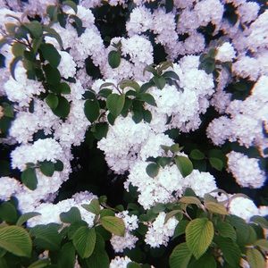 Meet your Posher, Kamille